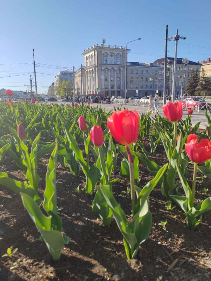 Казань представит «цветочный ковер» из тюльпанов на выставке в Москве
