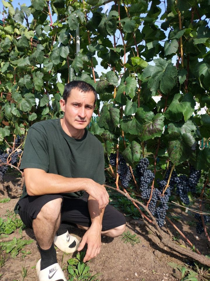 Бакчачы Илназ Зарипов: Виноград үзенең эстетик матурлыгы белән җәлеп итте