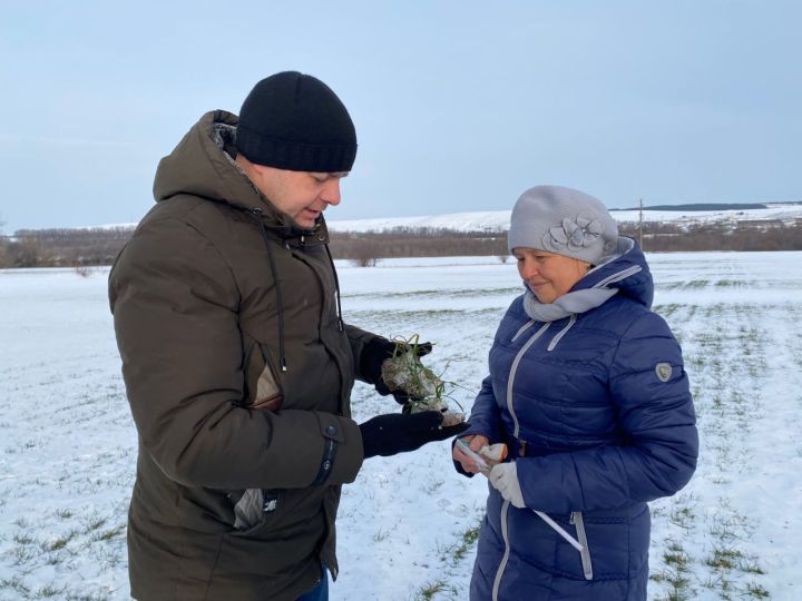 «Россельхозцентр»ның Кукмара районы бүлекчәсе белгечләре җылы кышның чәчүлекләргә йогынтысы турында сөйләделәр