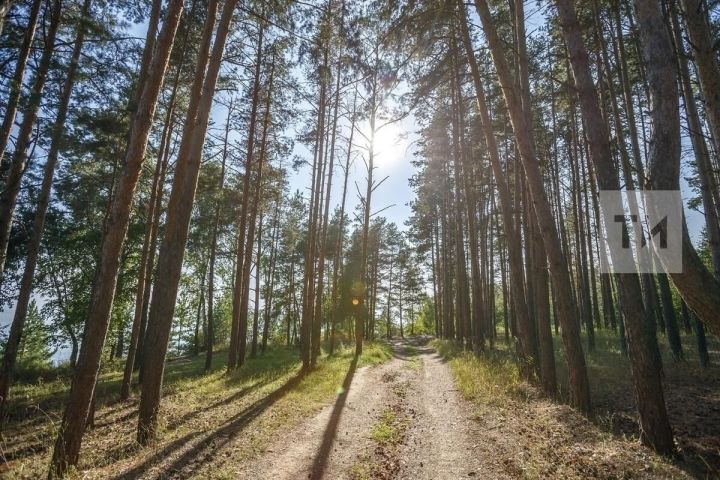 Татарстанцев предупредили о высокой пожароопасности лесов