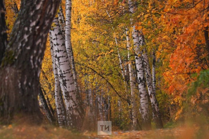 Гороскоп на 16 сентября: Овны начнут действовать решительно, Девам рекомендовано заняться порядком