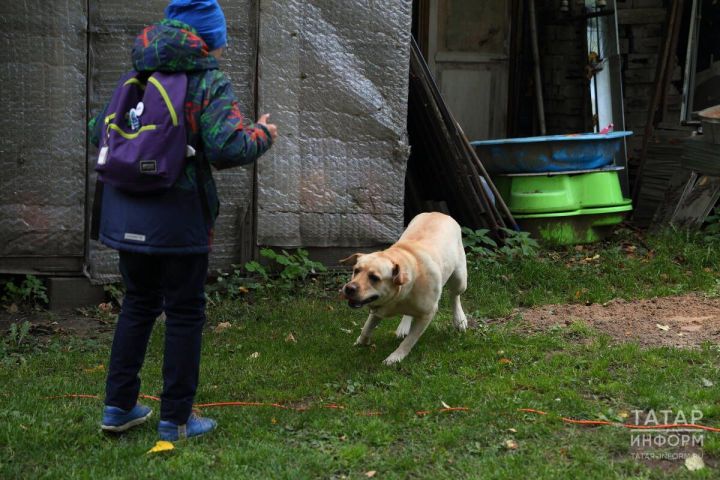 В Татарстане предложили включить бультерьеров в перечень потенциально опасных собак