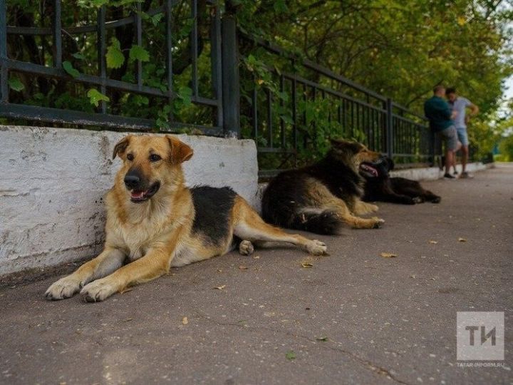 2026 елда Кукмара районында 45 сукбай эт ауланган