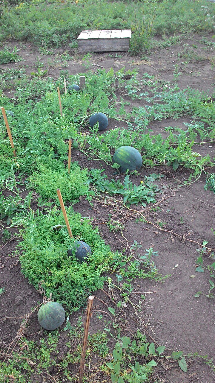Житель Кукморского района делится секретами выращивания арбузов и дынь