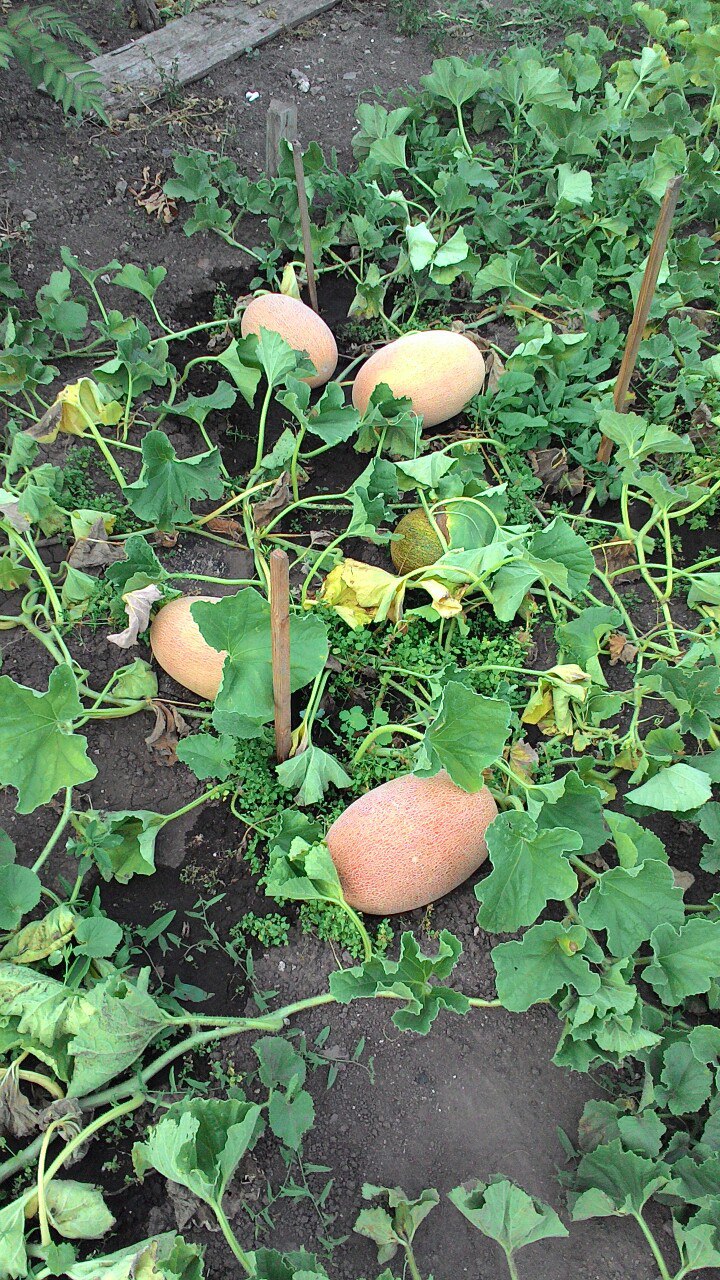 Житель Кукморского района делится секретами выращивания арбузов и дынь