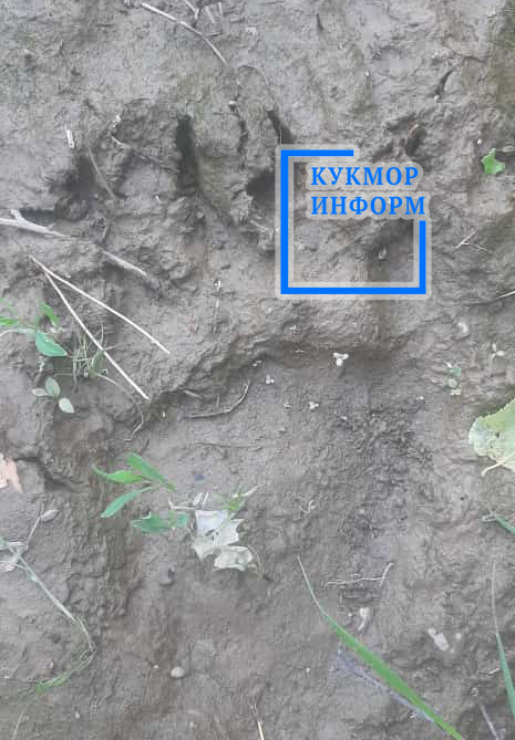 Житель села Лубяны Кукморского района поделился фото следа медведя