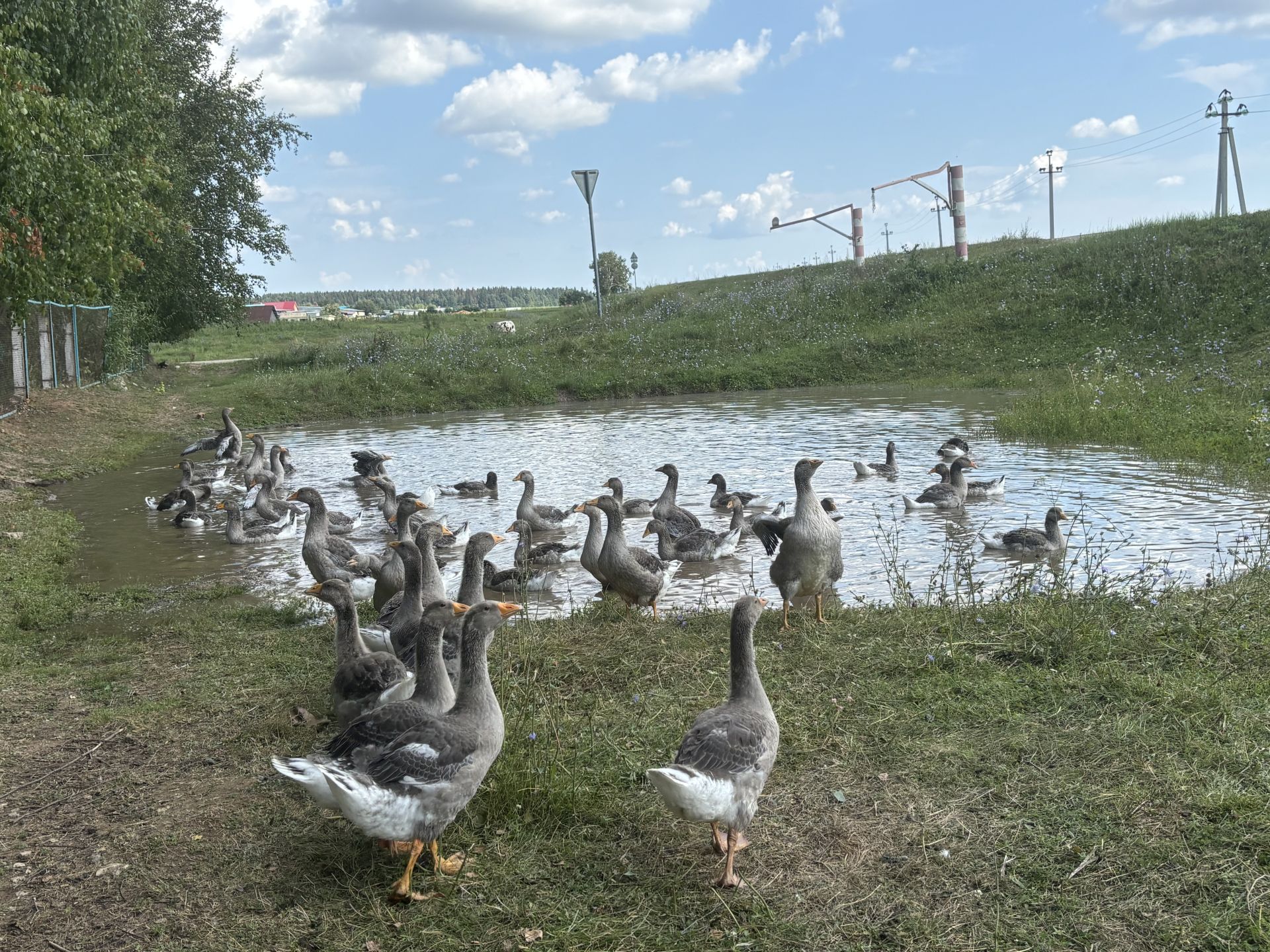 Лельвиж мәктәбенең казлары.