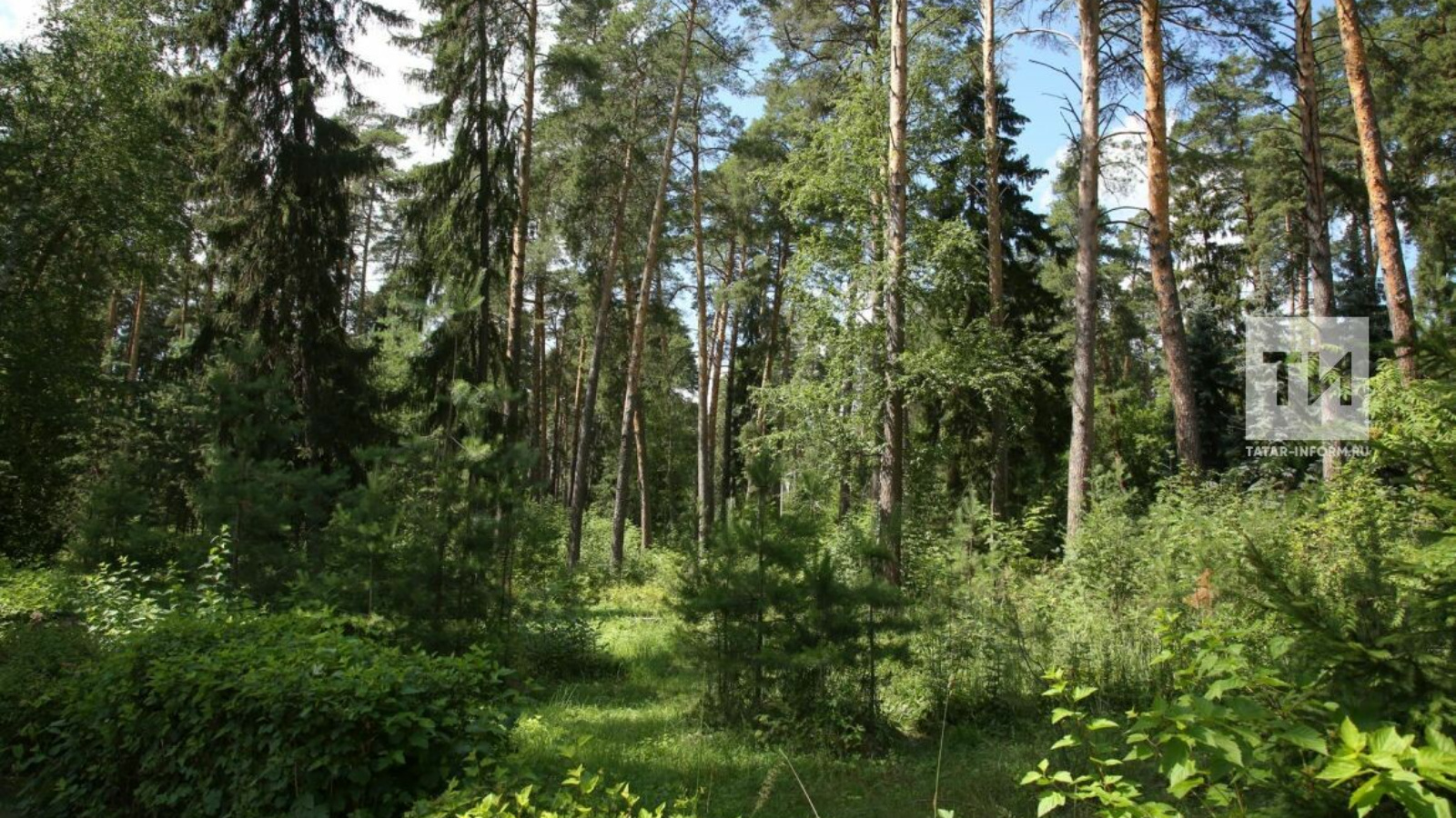 Кукмара урманчылыгы карамагында барлыгы 5813 гектар урман исәпләнә. 
