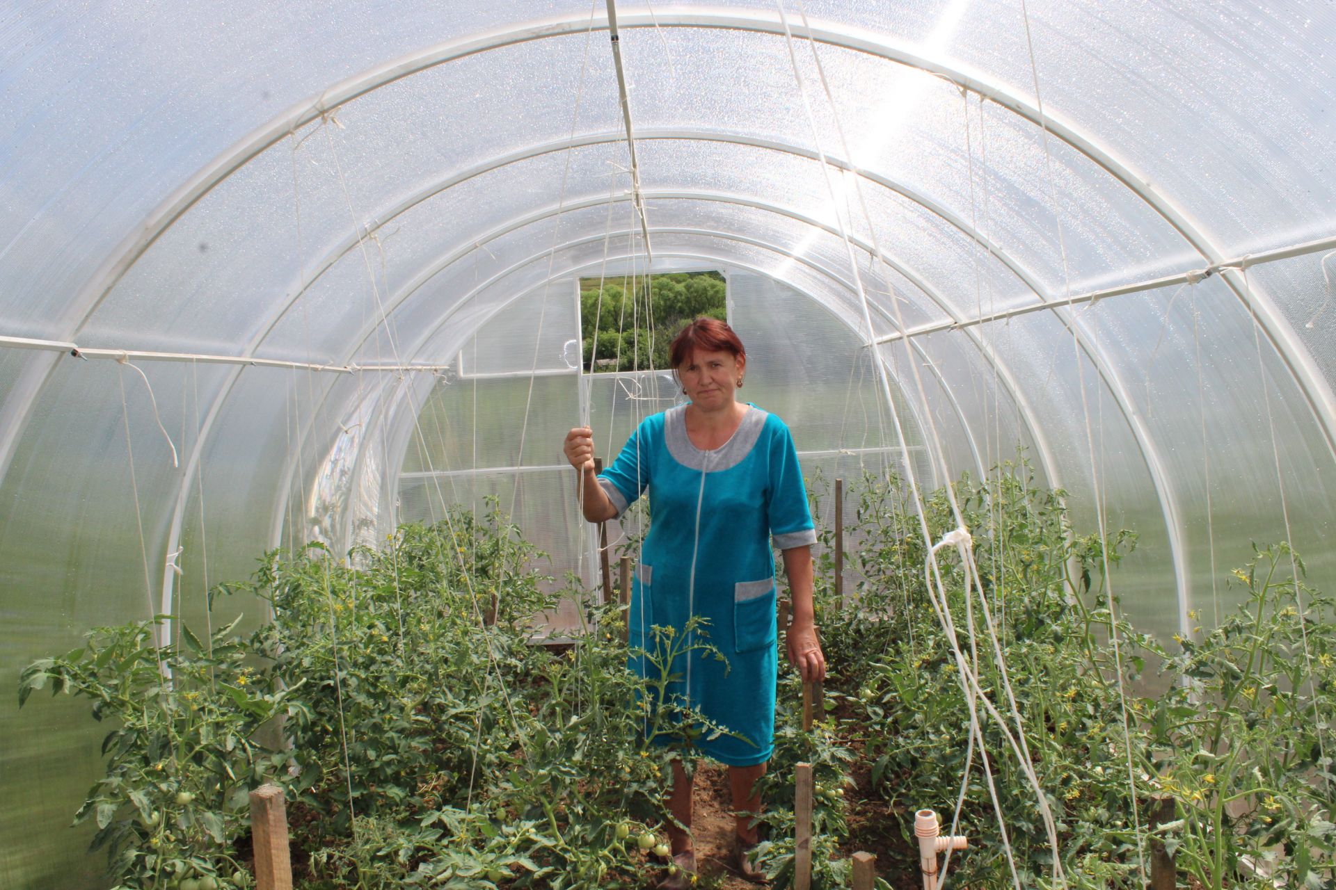 Фото: Семья Ярмухаметовых из Кукморского райна помногу выращивают капусту