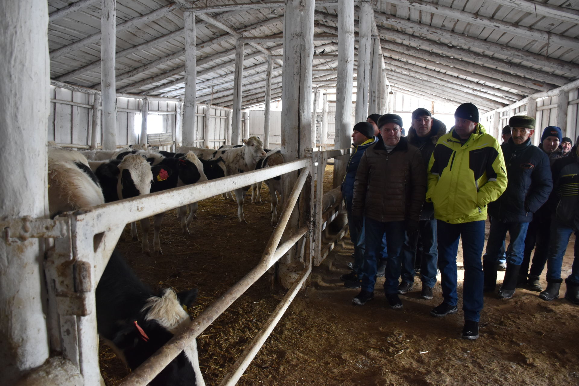 Общество «Уныш» вышло в ряды лидеров по животноводству в Кукморском районе