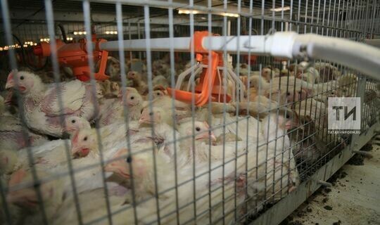 Специалисты Россельхознадзора предупредили  об опасности распространения птичьего гриппа