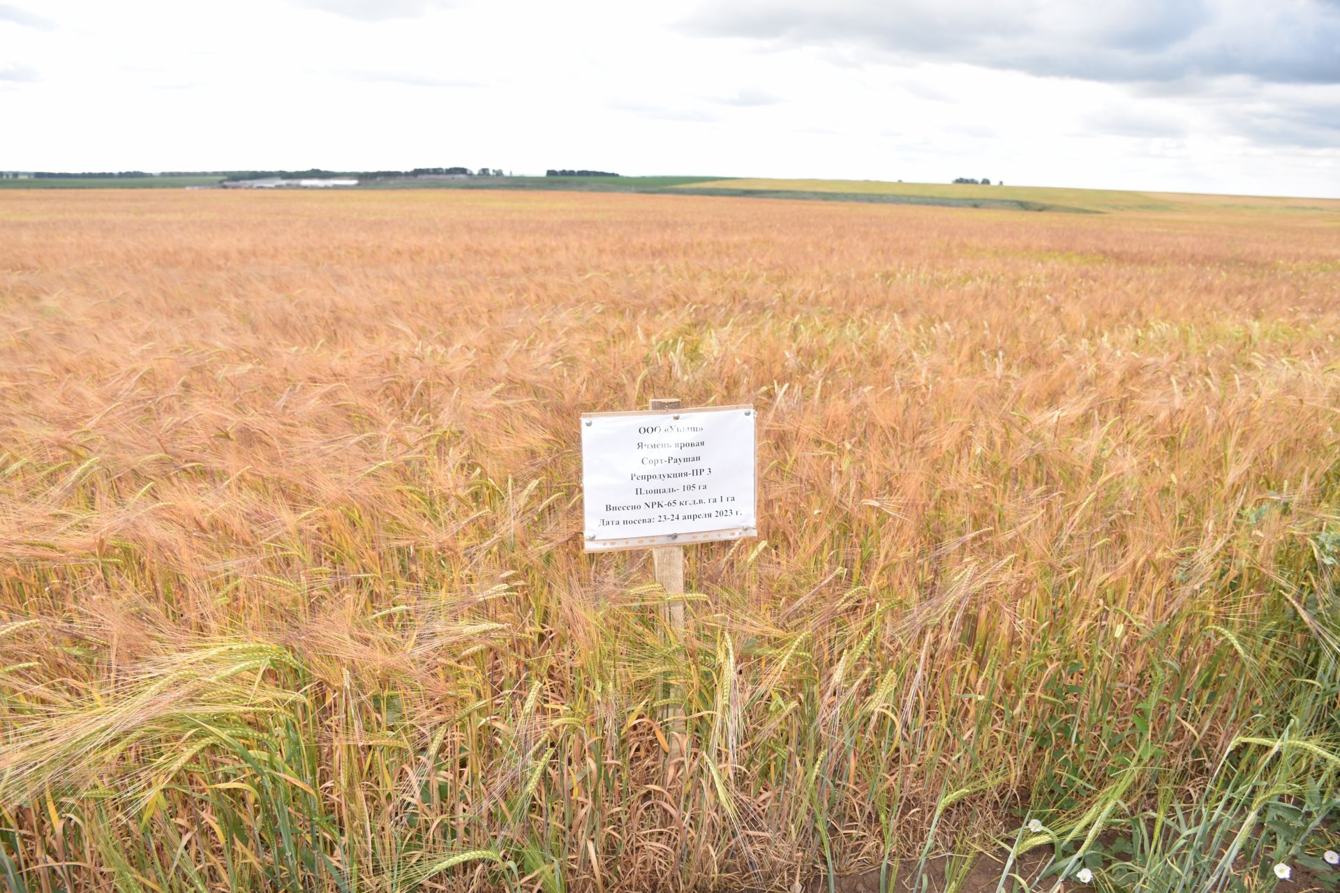 Руководство Кукморского района и аграрии ознакомились с состоянием полей