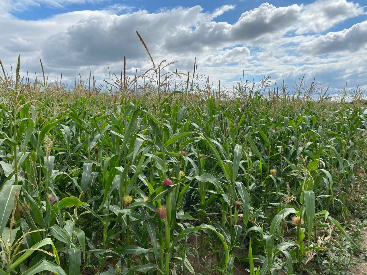 В Кукморском районе Татарстана предстоит убрать зерновые на площади 31798 гектаров