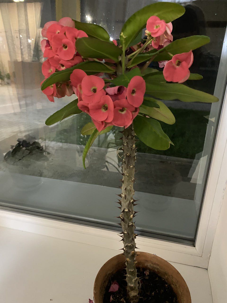 Цветочный праздник в Байлянгаре: герань как символ уюта и гармонии