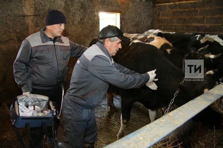 Татарстанцам рассказали о мерах профилактики бруцеллеза