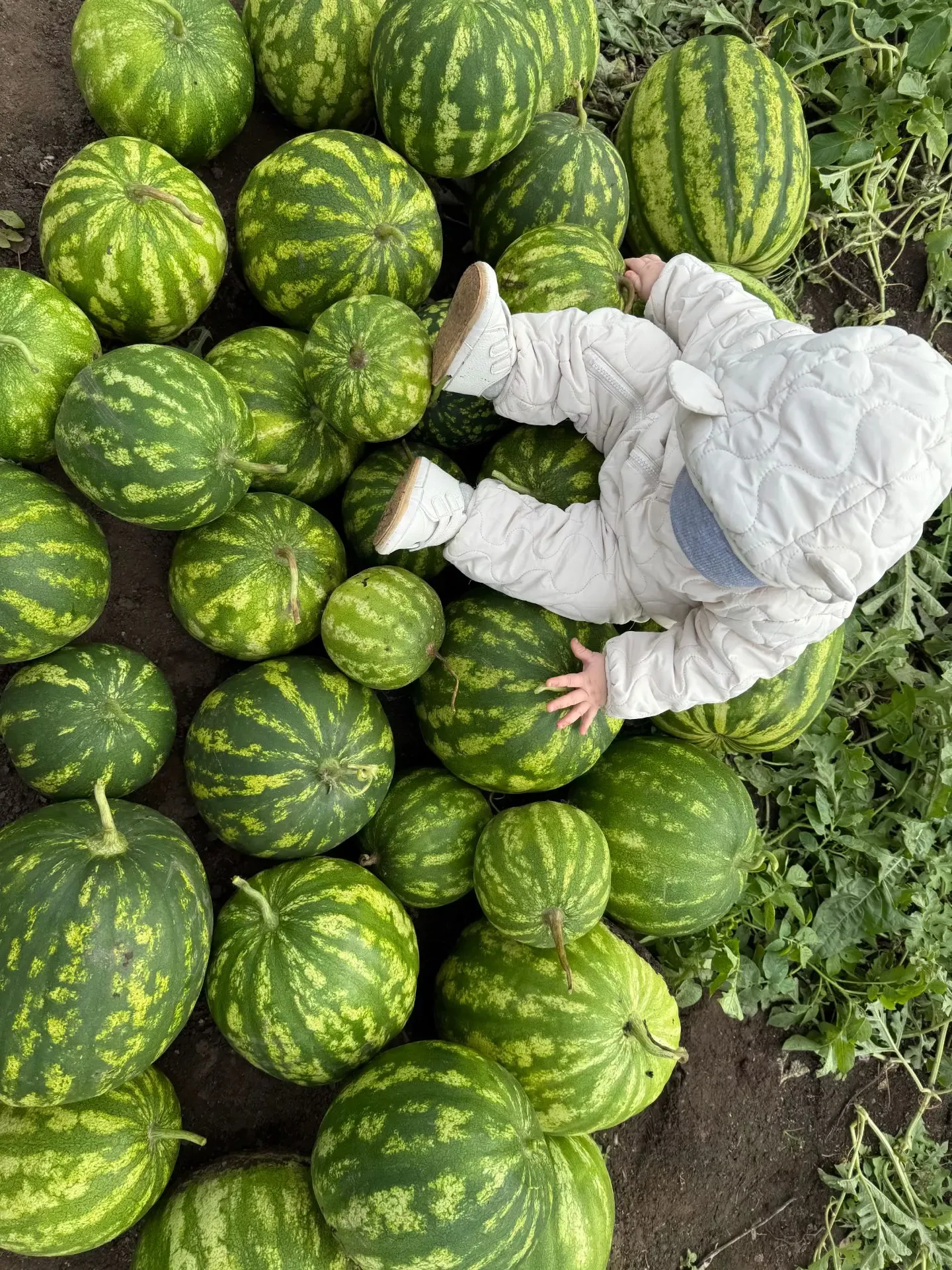 Тәгәрәшеп ята карбызлар: Чишмәбаштан Ганиевлар гаиләсе мул уңыш җыеп алган