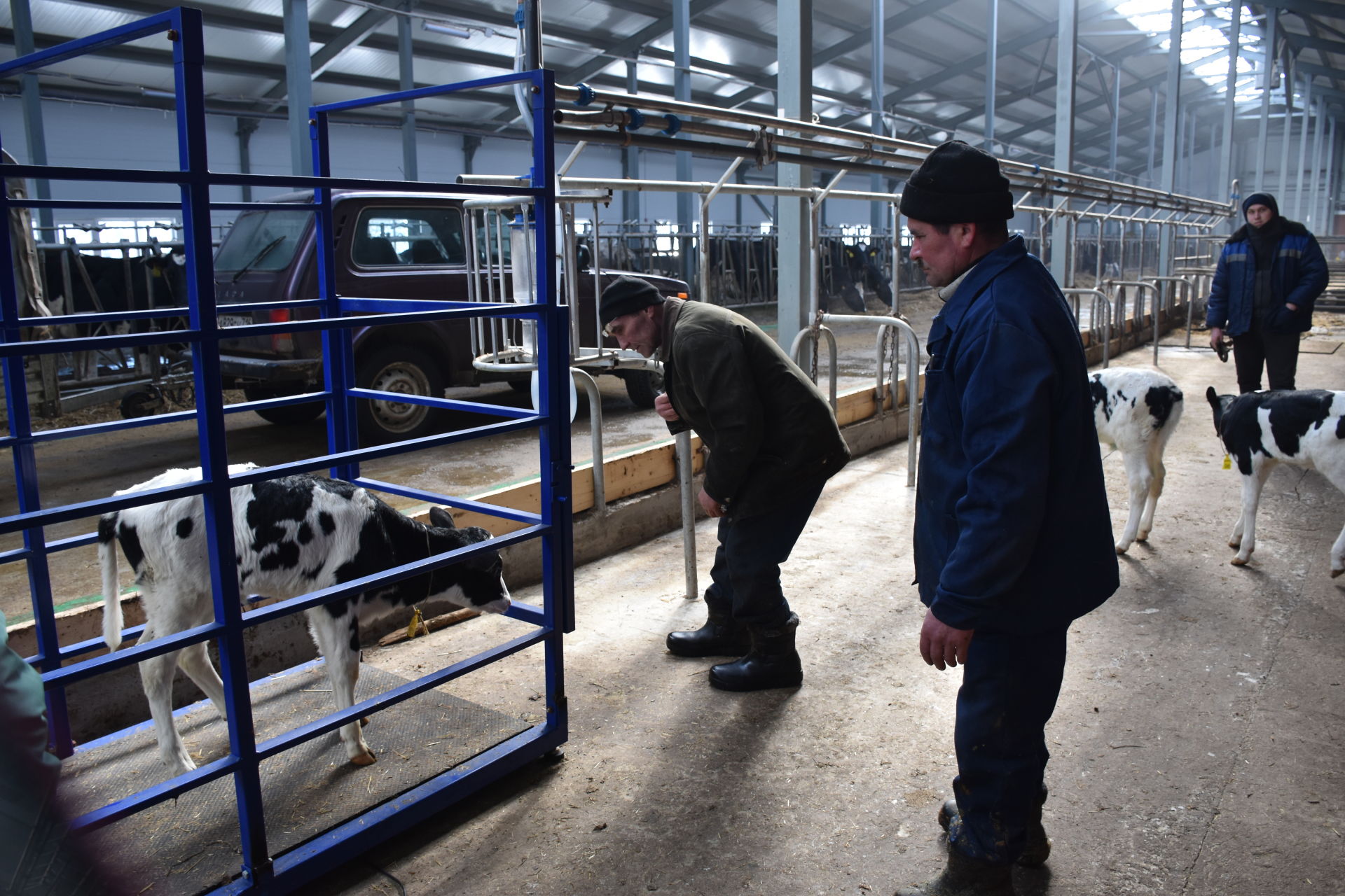 В Почкучукском сельском поселении заработал молочный комплекс