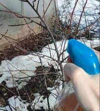 Огородные заботы: что нужно сделать в марте?