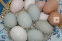 Йомырка сарысының төсе тавыкка нәрсә ашатуга бәйле