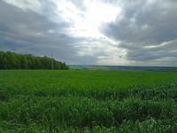 В Россельхозцентре Татарстана пояснили, как бороться с болезнями яровых зерновых культур и сохранить урожай