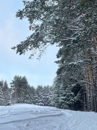 2026 елда Татарстанда урманнарны торгызуны финанслауны арттыралар