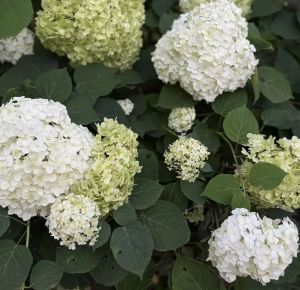 Август аена халык сынамышлары