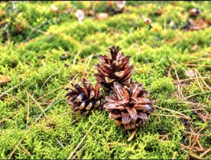 Гороскоп на сегодня: что ждёт каждый знак зодиака
