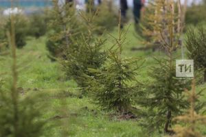 В шести лесничествах Татарстана создадут новые лесосеменные плантации