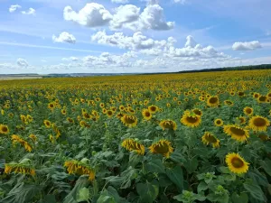 Синоптики прогнозируют в Кукморском районе до +31 градуса и туман