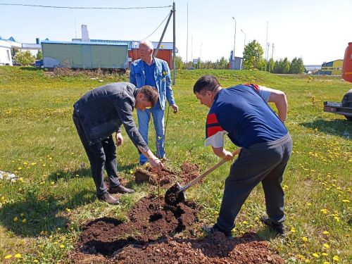 Кукмарада алмагач бакчасына беренче агачлар утыртылды
