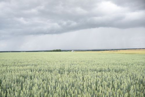 Кукмара районы җитәкчелеге һәм аграрийлар кырларның торышы белән таныштылар
