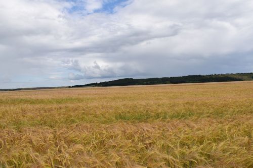 В Кукморском районе ожидается до +26 градусов