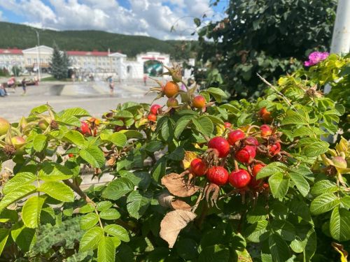 В Кукморском районе ожидается до ..+31 градуса