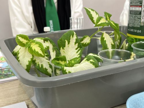 Кукмарада агротехнологик сыйныфлар ачылды