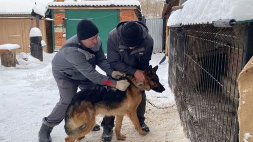 Быел Татарстанда котыру авыруының 23 очрагы теркәлгән