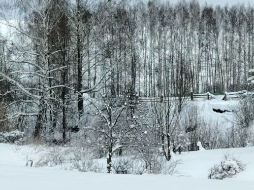 Татарстанда урманнарны торгызу эшләре башкарыла