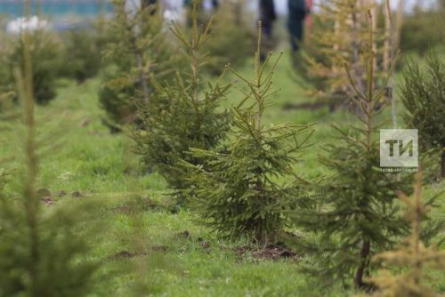 В шести лесничествах Татарстана создадут новые лесосеменные плантации