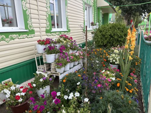 Матурлык тудыручы: Кукмара районыннан Гөлфия Билалова 200гә якын төрдәге гөл-чәчәк үстерә