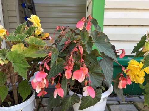 Матурлык тудыручы: Кукмара районыннан Гөлфия Билалова 200гә якын төрдәге гөл-чәчәк үстерә