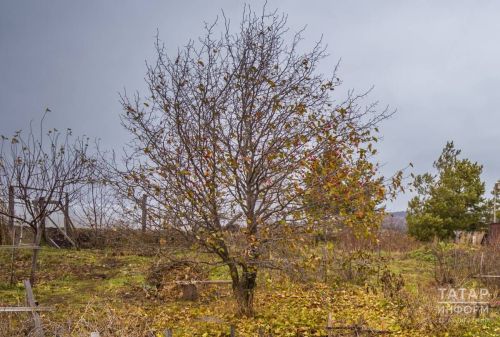 Сентябрь аенда бакчаны кышка әзерләү серләре
