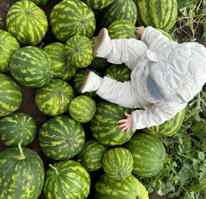 Тәгәрәшеп ята карбызлар: Чишмәбаштан Ганиевлар гаиләсе мул уңыш җыеп алган
