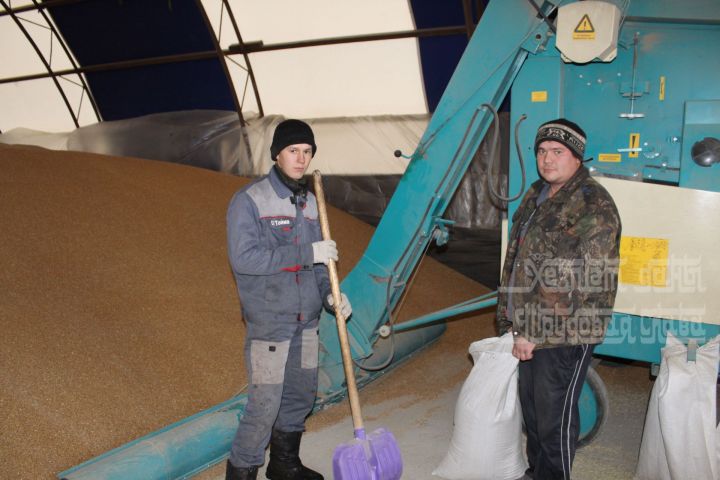 В Кукморском обществе «Тойма» большое внимание уделяется сидеральным культурам