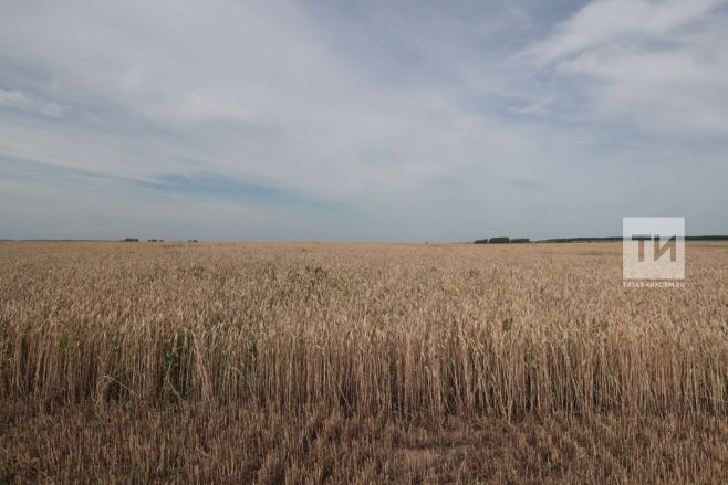 В Татарстане собрано более 900 тысяч тонн зерна