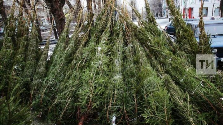 Татарстанцам советуют покупать елки на официальных елочных базарах