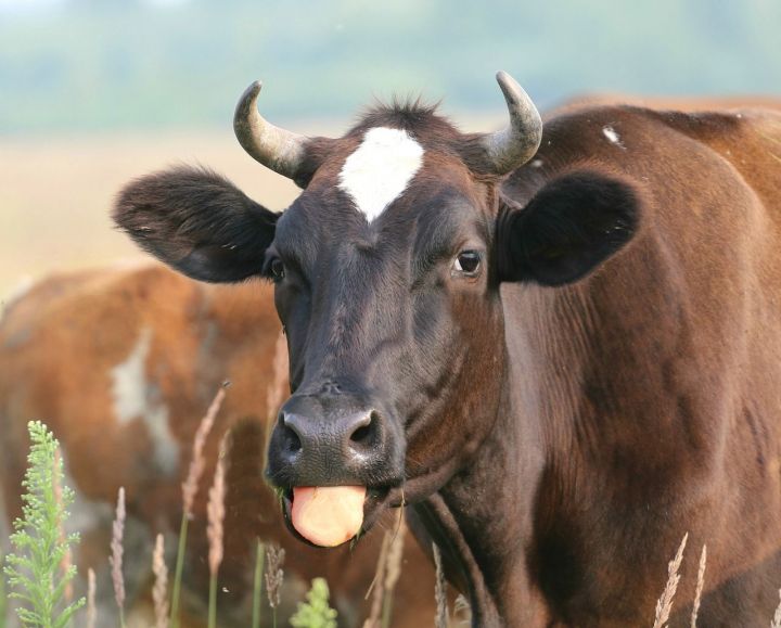 Стадо коров погибло из-за затяжных ливней