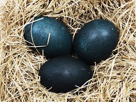 Фермер нашел странные яйца – посмотрите, что вылупилось