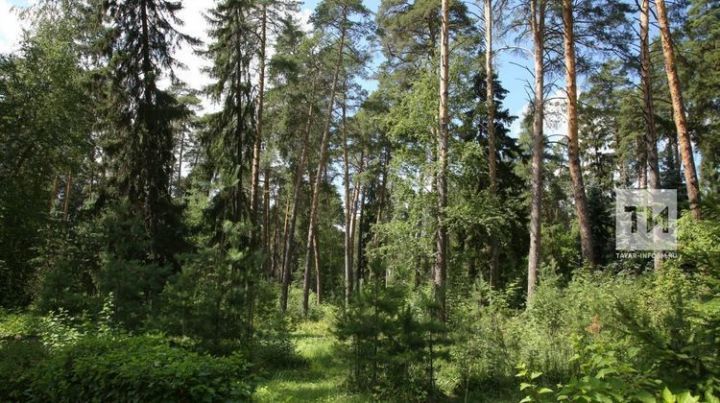 В Татарстане направят около 200 млн рублей на сохранение лесов по нацпроекту «Экология»