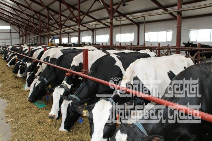 Кукморский район первым в истории Татарстана взял рубеж в 300 тонн молока в сутки