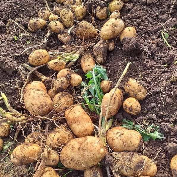 Аграрии Татарстана завершили уборку картофеля