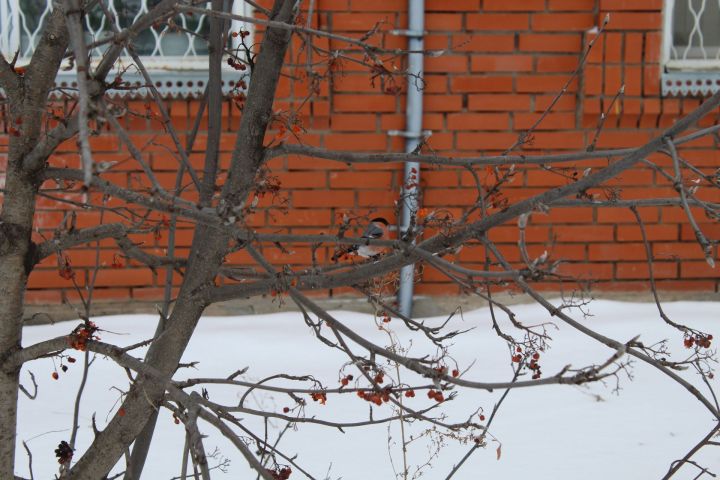 В Татарстане сохранится морозная погода